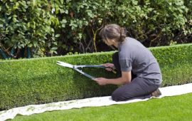 How to Cut the Hedge Straight