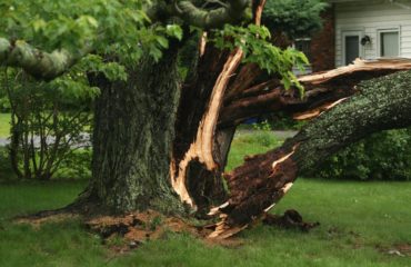 Tree Requiring Removal