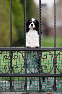 Guard Dog Protecting Property