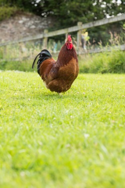Cockerel standing on lawn