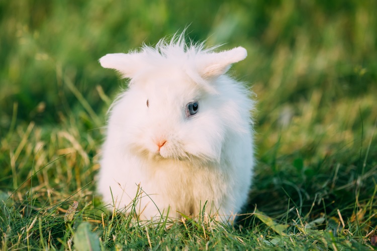 Cute rabbit sitting on lawn