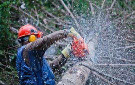Professional Tree Cutting Service