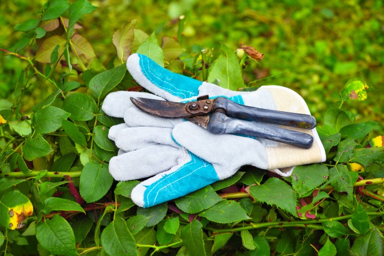 Garden gloves and secateurs