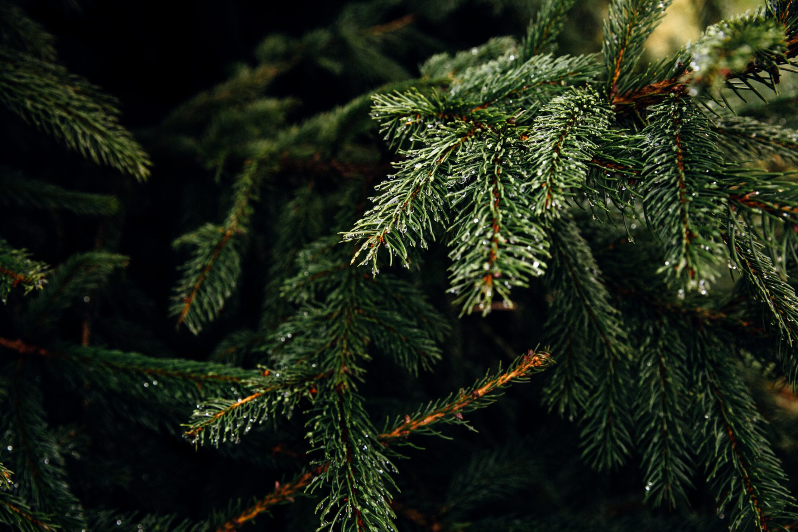 Top 3 Christmas Tree Types