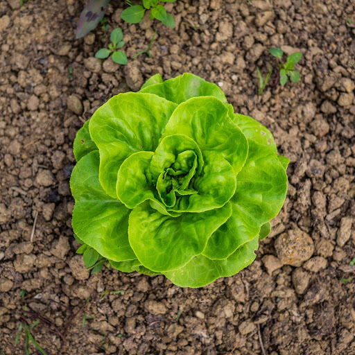 Lettuce in garden